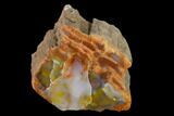 Polished Rainbow Petrified Wood (Araucarioxylon) - Arizona #147892-1